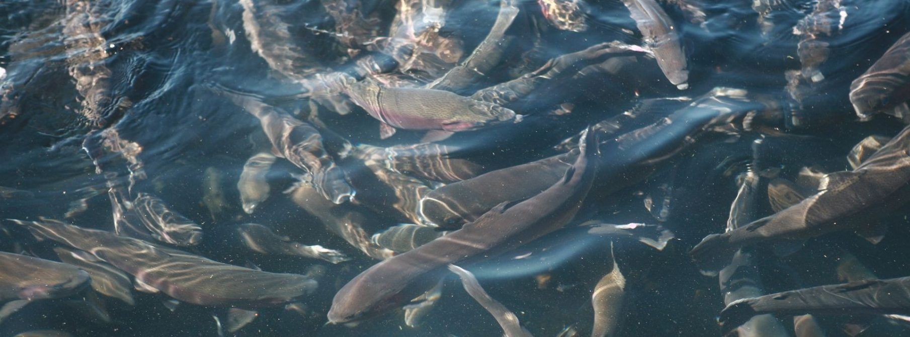 Trout – 13. jul – Plantaže